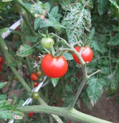 电子元器件 市场格局、价格趋势与采购策略